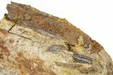 Fossil Hadrosaur Tooth & Bone Section in Sandstone - Wyoming #370597-1